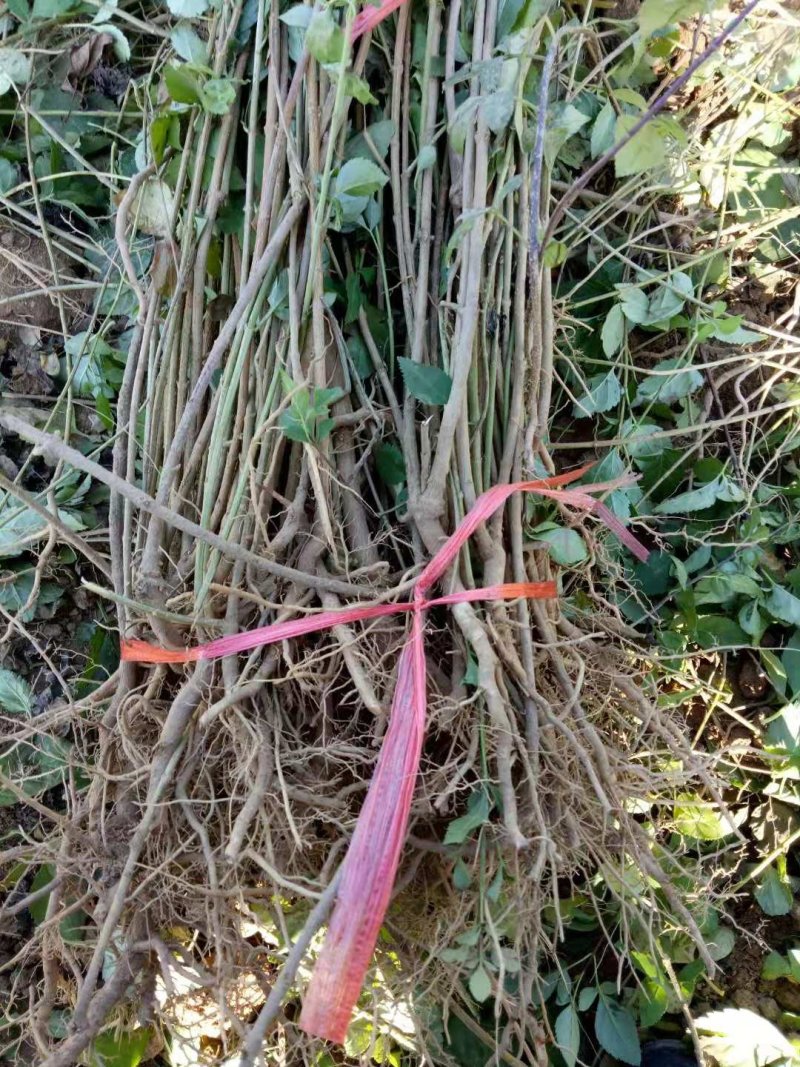 基地直销连翘苗