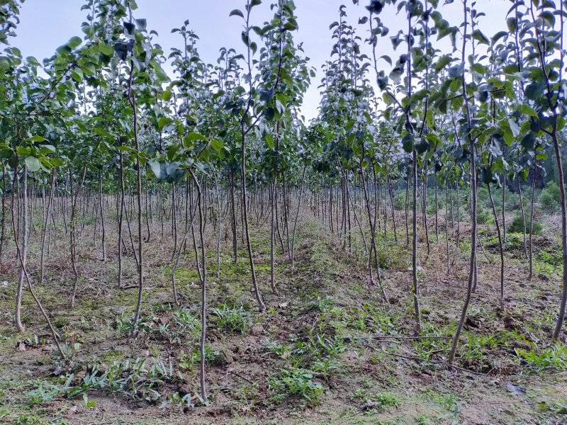 玉露香梨树苗