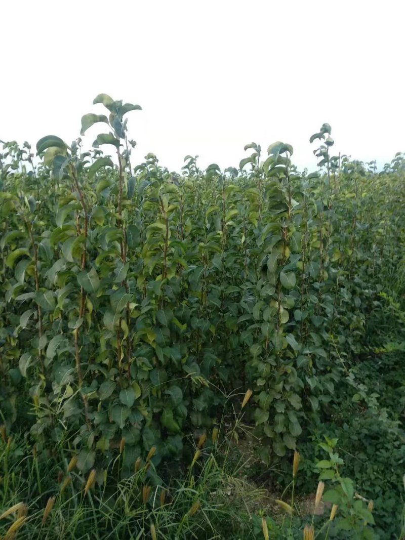 玉露香梨树苗