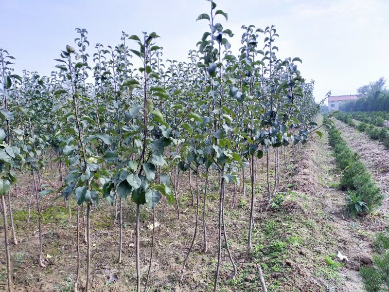 玉露香梨树苗