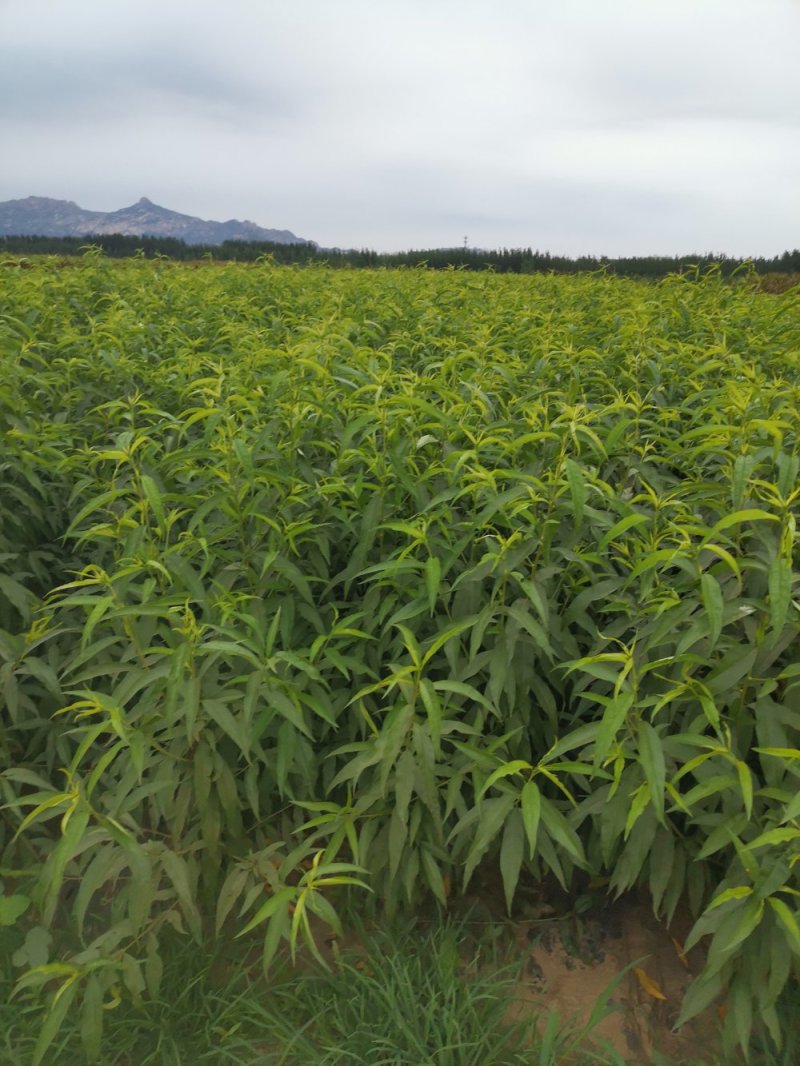 金宝桃苗，成活率高，技术指导，保品种，可签合同