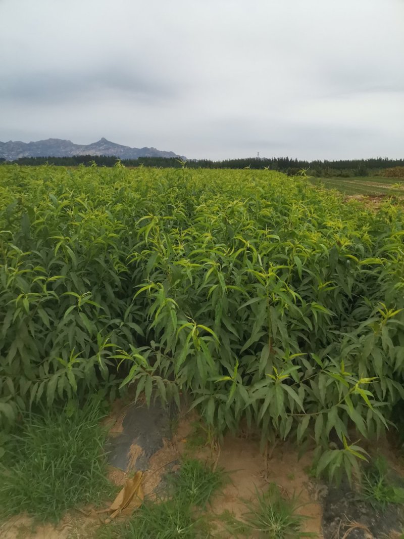 金宝桃苗，成活率高，技术指导，保品种，可签合同