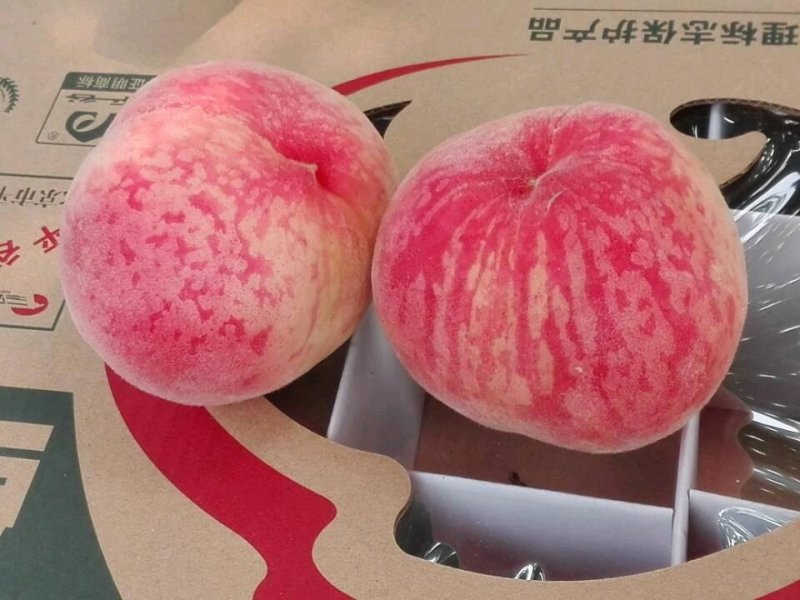 九宝桃苗，成活率高，技术指导，保品种，可签合同