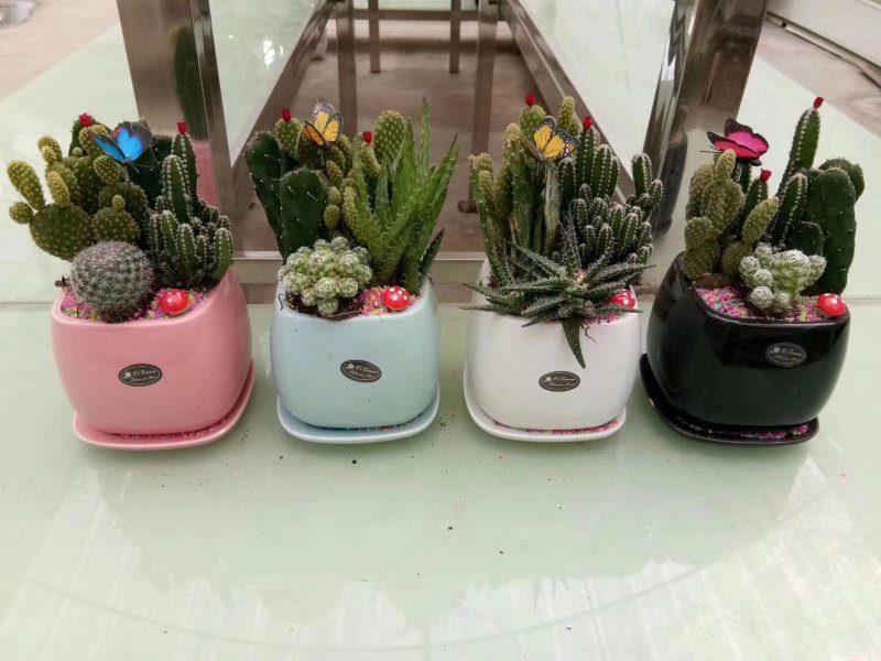 组盆多肉，仙人球