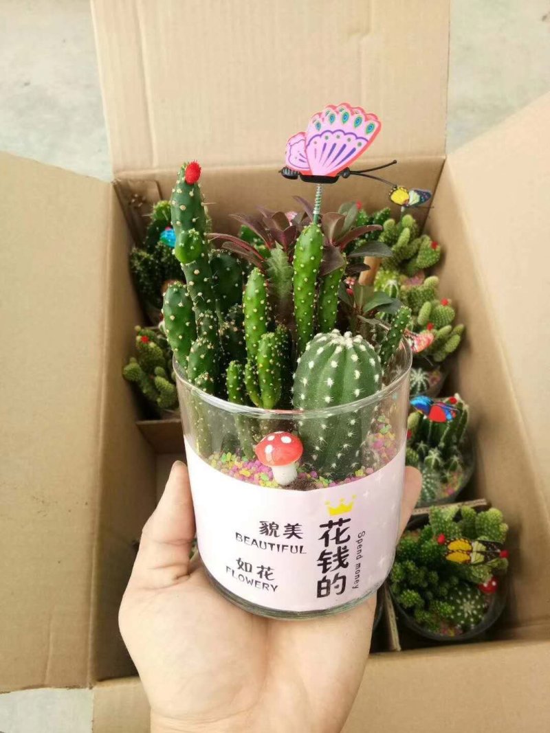 组盆多肉，仙人球
