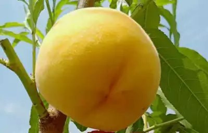 黄金蜜1号桃苗，成活率高，技术指导，保品种，可签合同