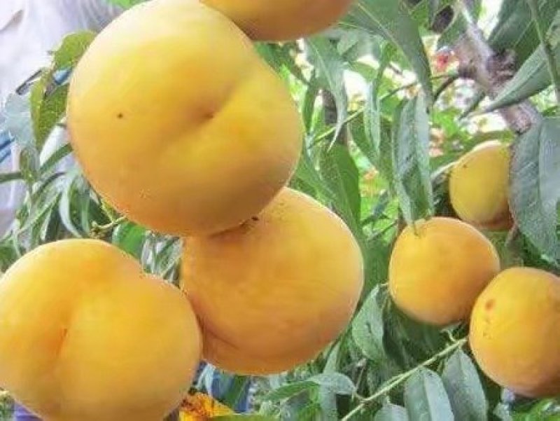 黄金蜜1号桃苗，成活率高，技术指导，保品种，可签合同