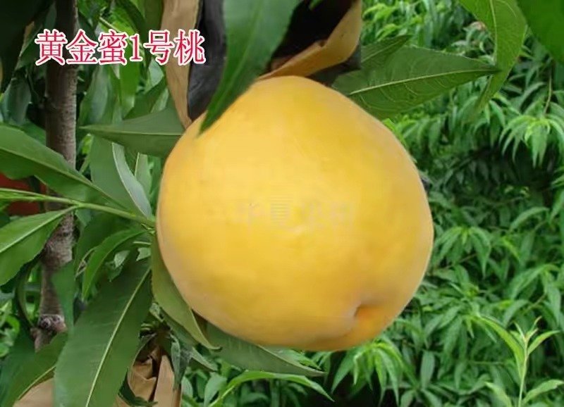 黄金蜜1号桃苗，成活率高，技术指导，保品种，可签合同