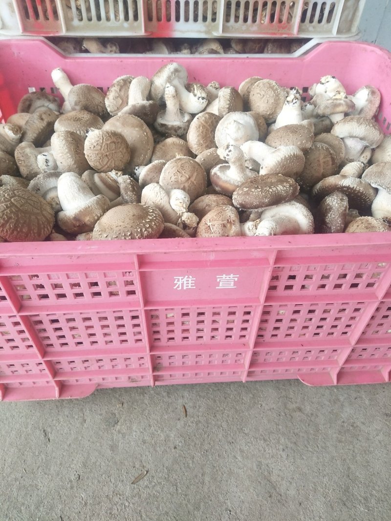 卢氏8O8优质香菇冬菇