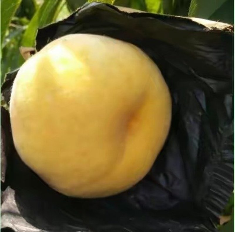 黄金蜜3号桃苗，成活率高，技术指导，保品种，可签合同