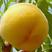 黄金蜜3号桃苗，成活率高，技术指导，保品种，可签合同