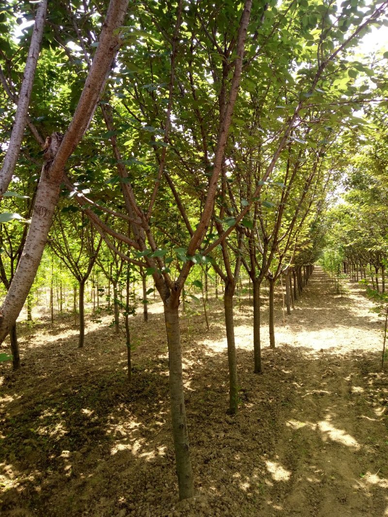 樱花，早樱，晚樱，山东樱花，