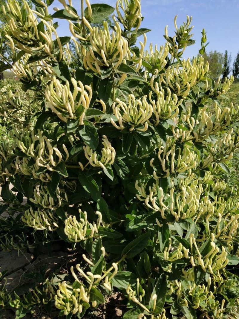 树型金银花树