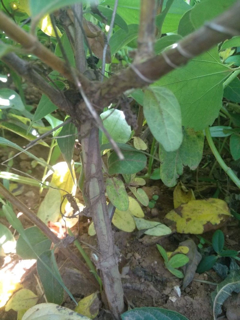 树型金银花树