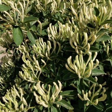 树型金银花树