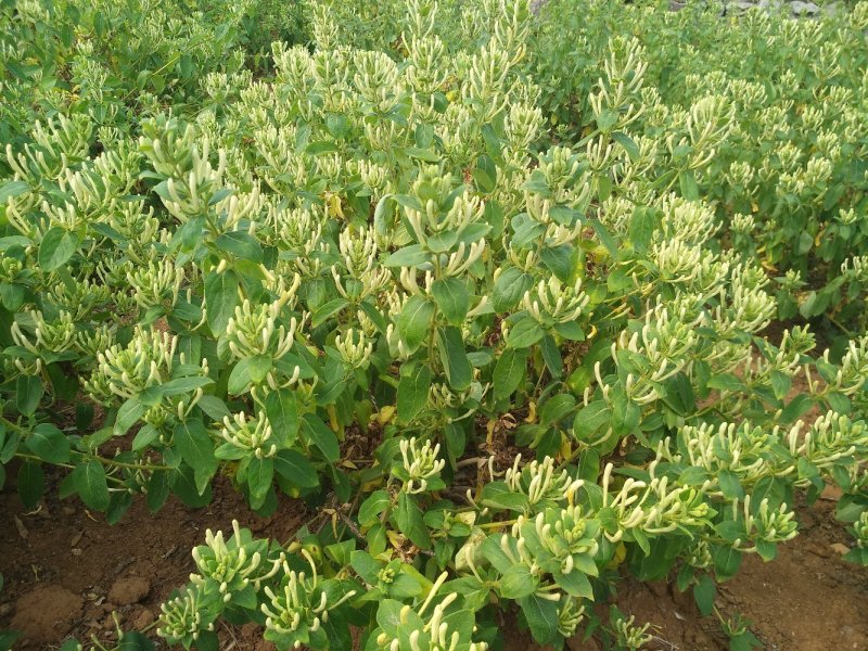树型金银花树
