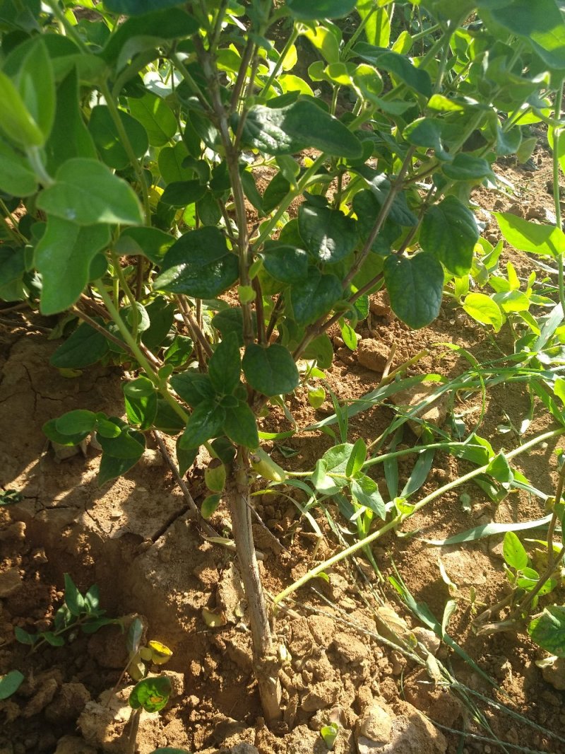 树型金银花树