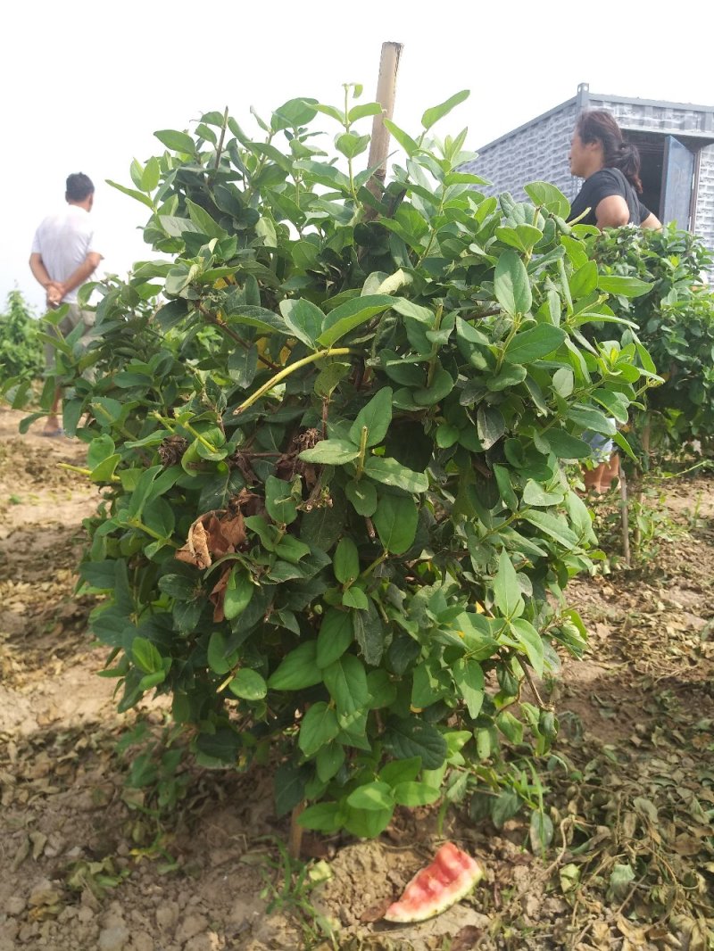 树型金银花树
