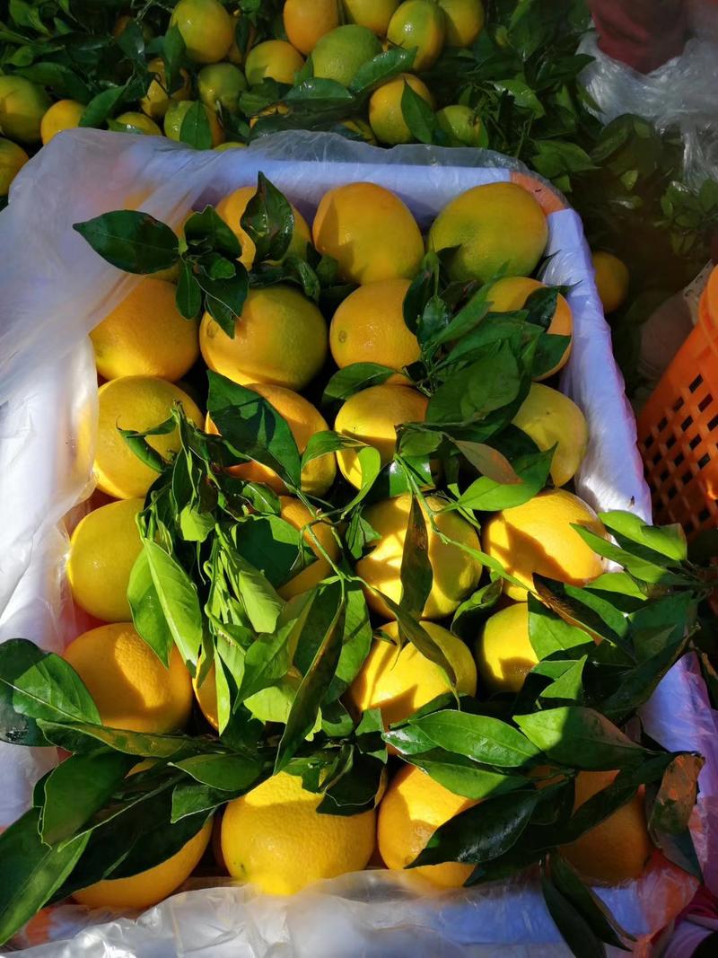 纽何尔脐橙纽荷尔脐橙橙子🍊要的越多越便宜！