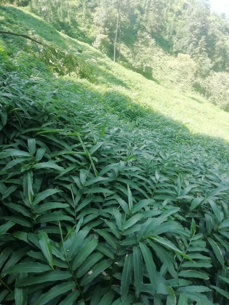 阳春砂仁苗