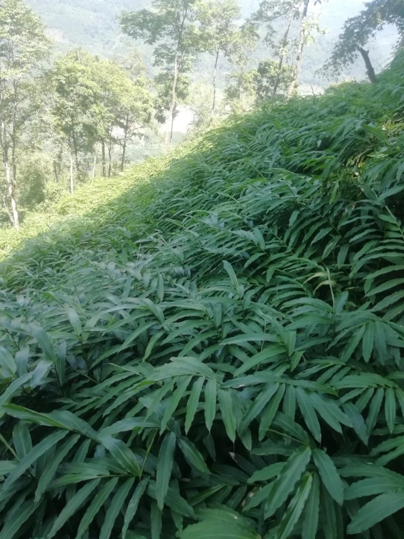 阳春砂仁苗