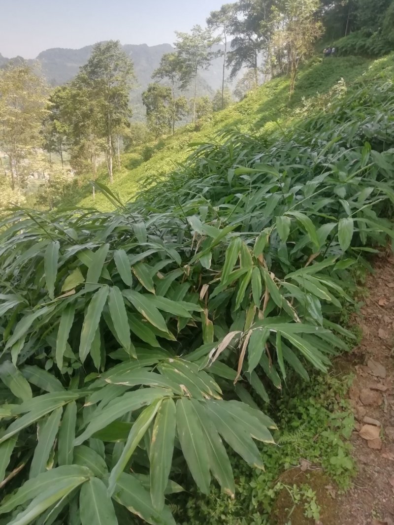阳春砂仁苗