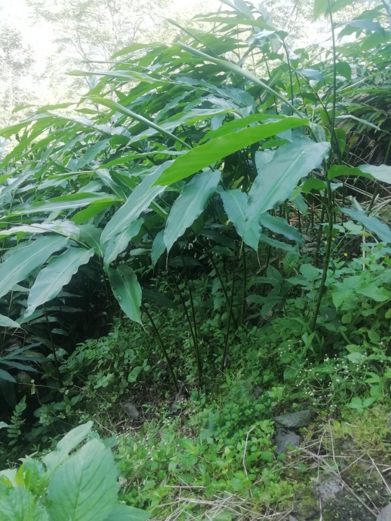 阳春砂仁苗