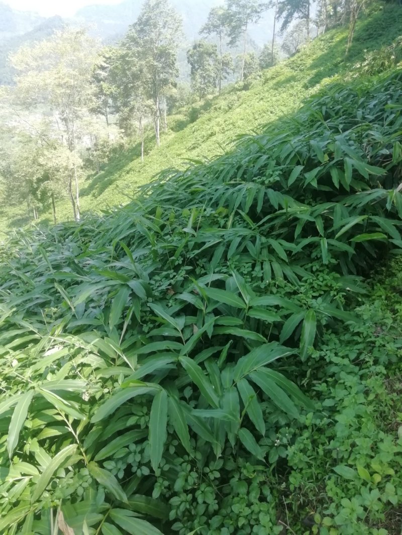 阳春砂仁苗