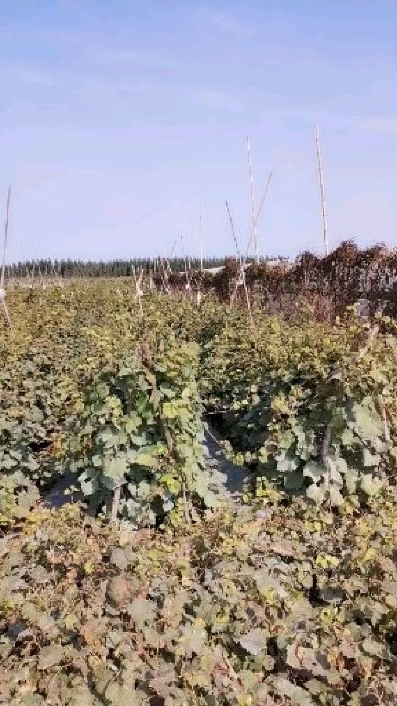 甜蜜蓝宝石葡萄苗，成活率高，技术指导，保品种，可签合同