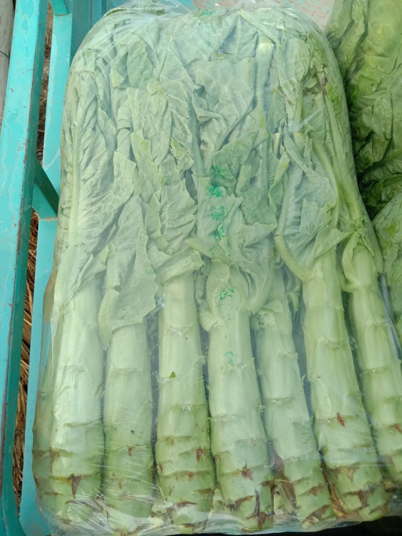 大棚种植三青圆叶莴笋