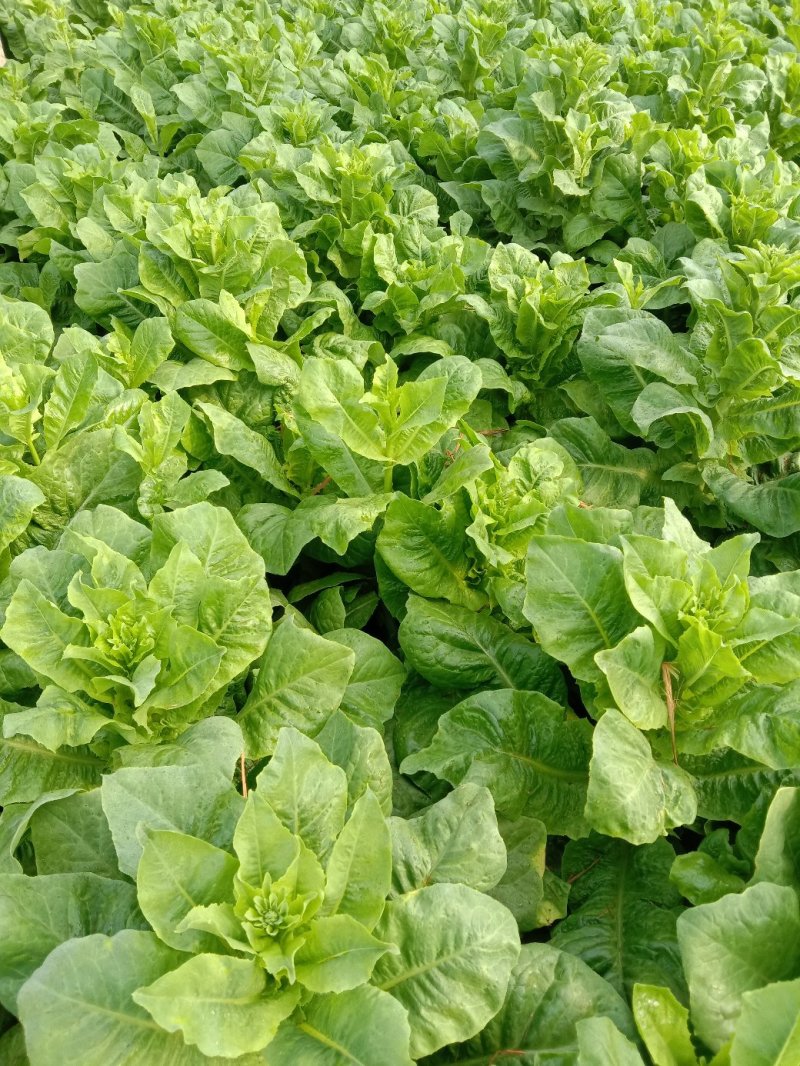 大棚种植三青圆叶莴笋