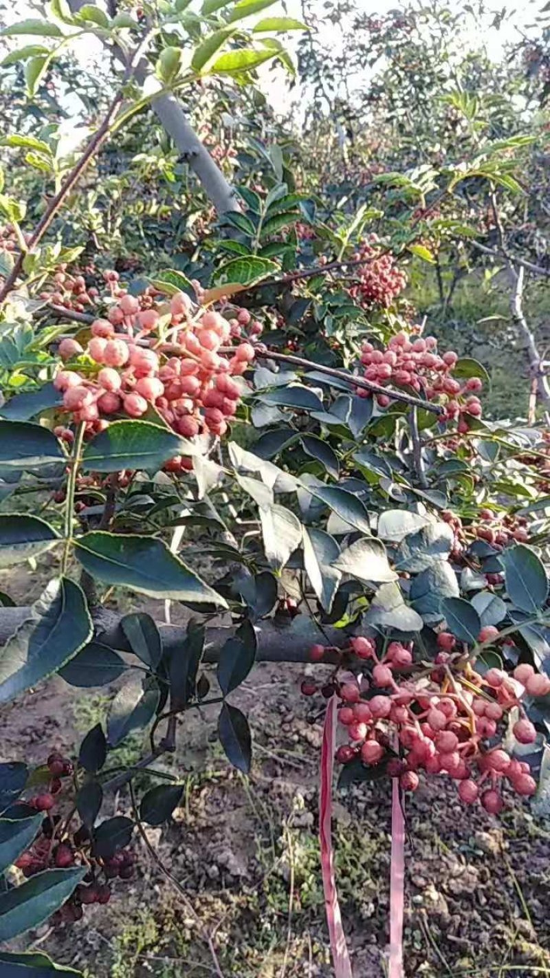 陕西省渭南市澄城县当年花椒出售品质有**保证