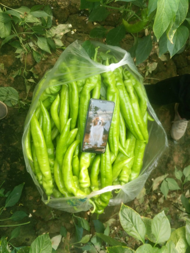 一级货