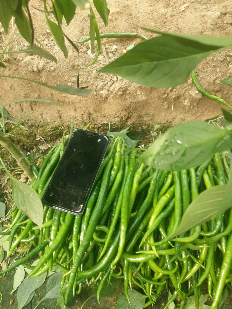 一级货