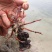 漳河清水小龙虾种