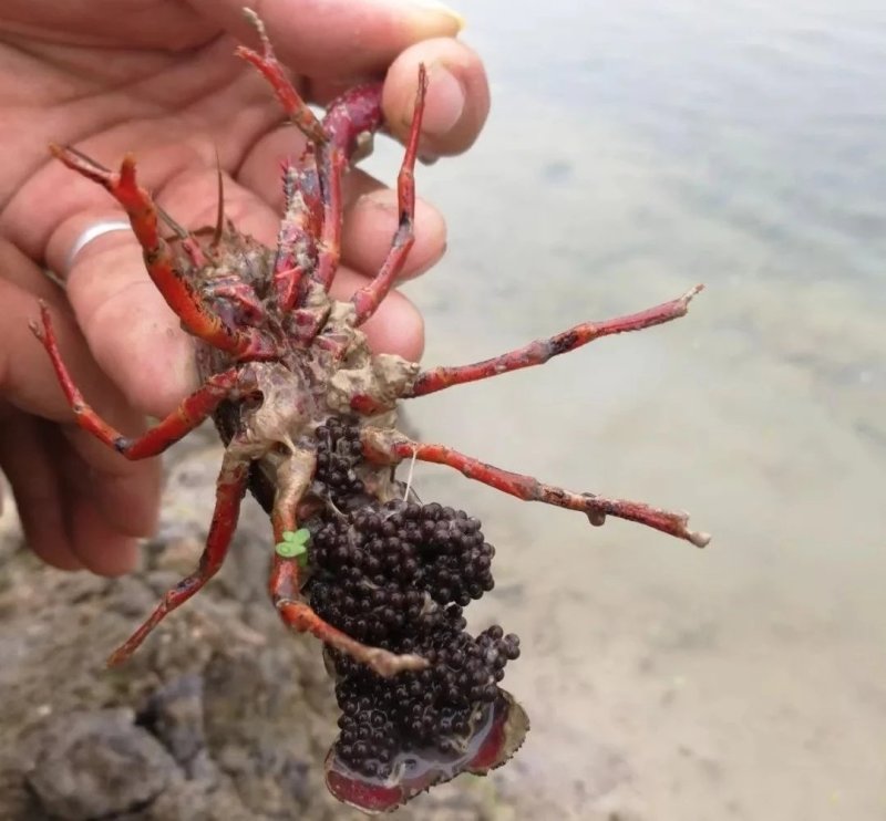 漳河清水小龙虾种