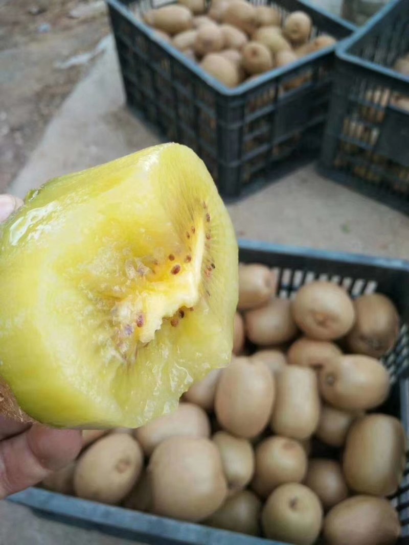 黄心果金燕