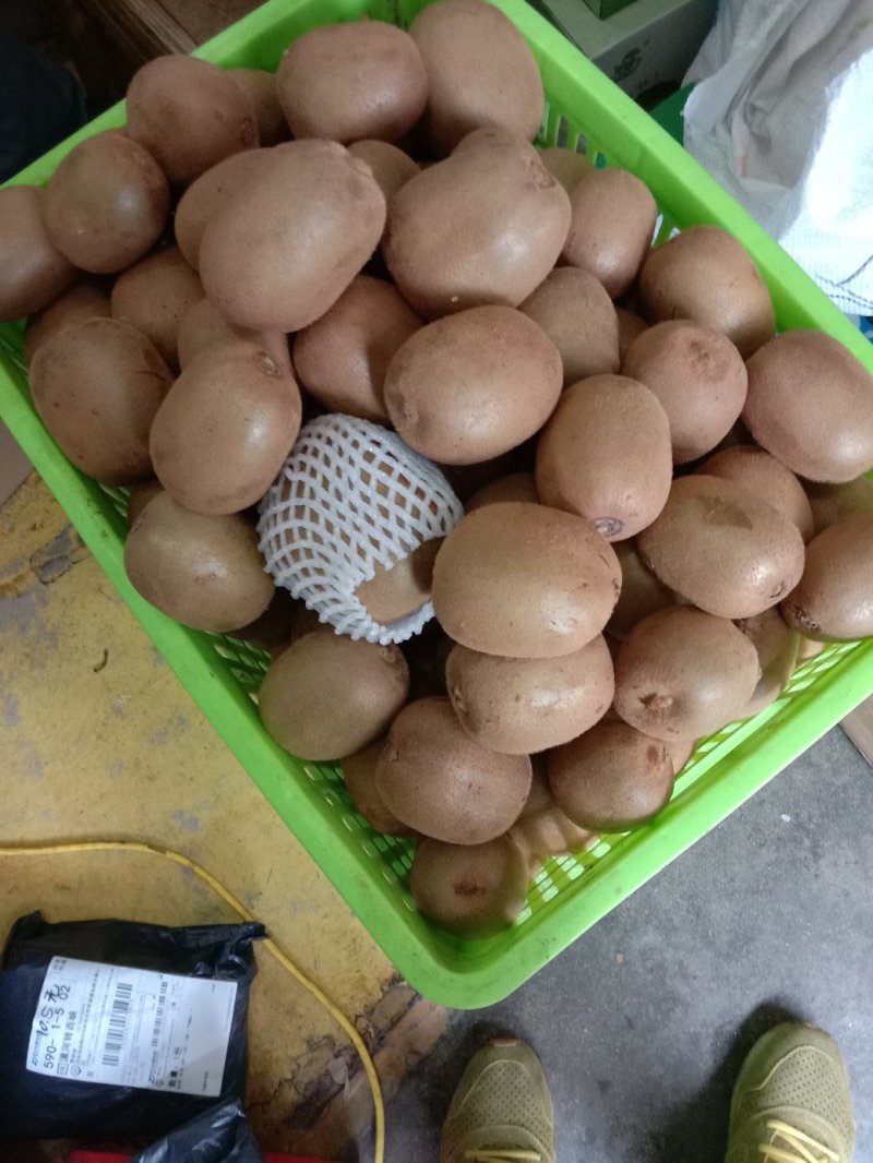 黄心果金燕