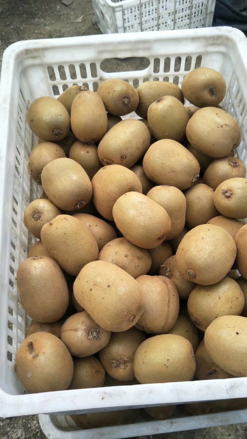 黄心果金燕