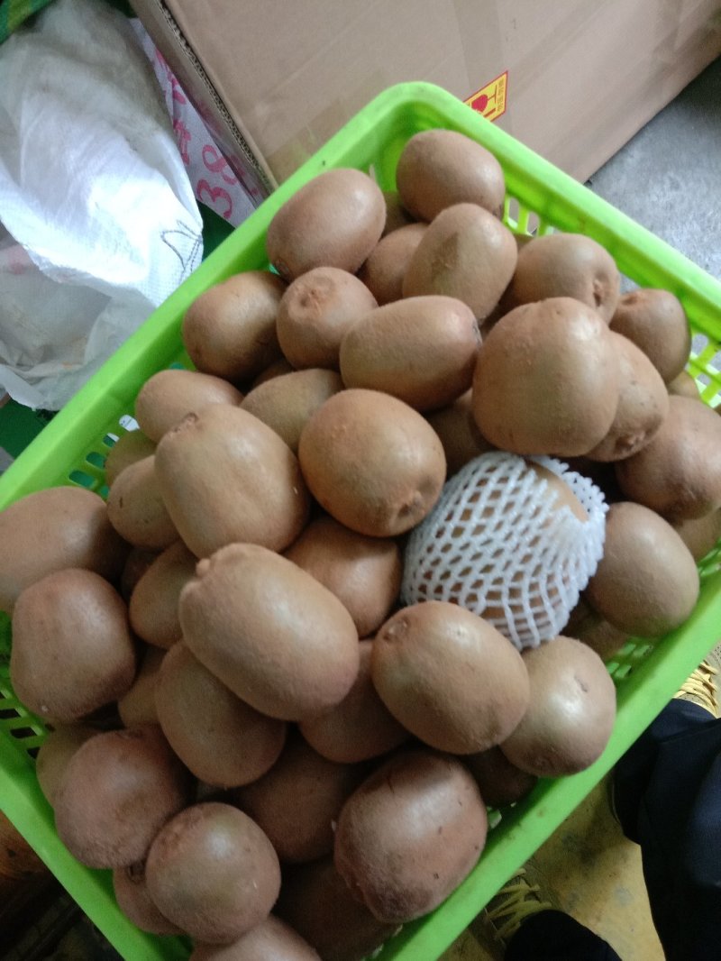 黄心果金燕