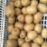黄心果金燕