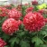 菊花苗盆栽菊花苗四季菊花地在大苗基地直销