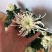 菊花苗盆栽菊花苗四季菊花地在大苗基地直销