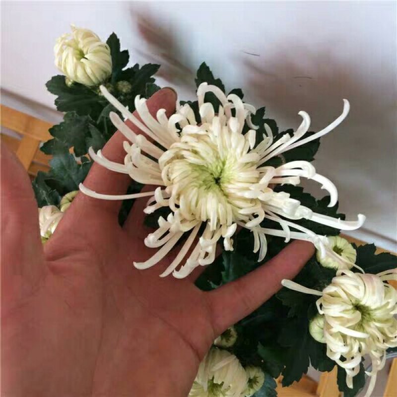 菊花苗盆栽菊花苗四季菊花地在大苗基地直销