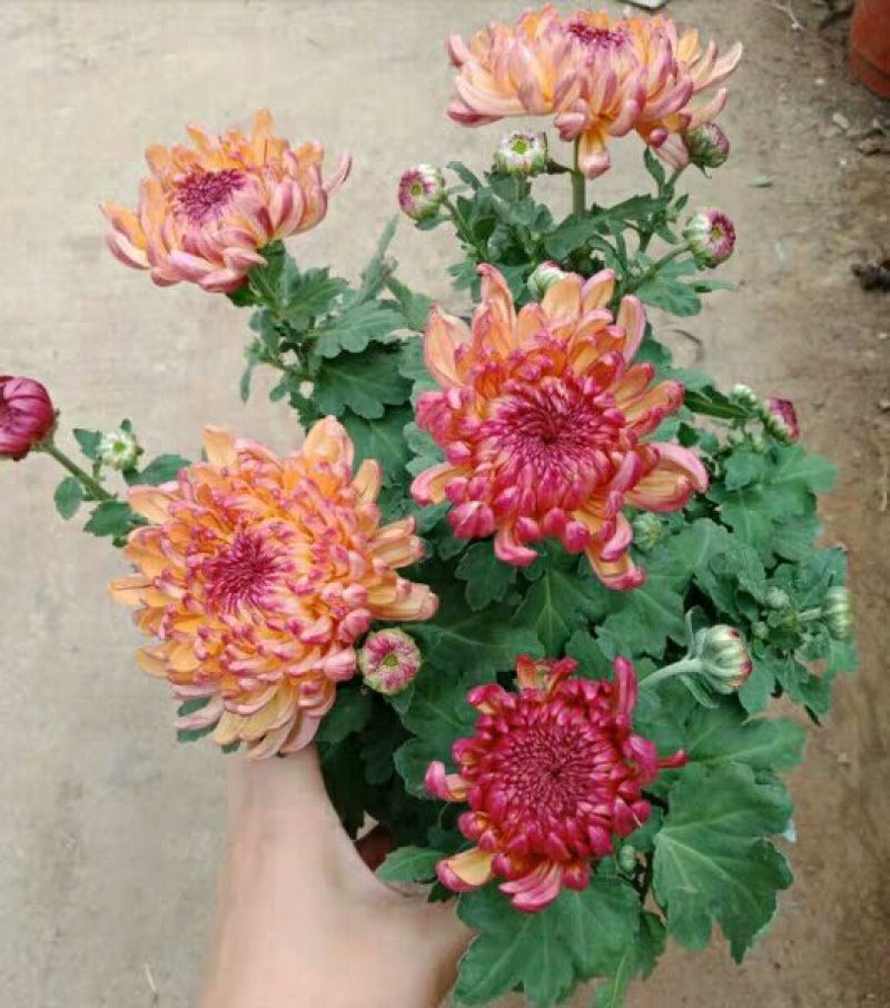菊花苗盆栽菊花苗四季菊花地在大苗基地直销