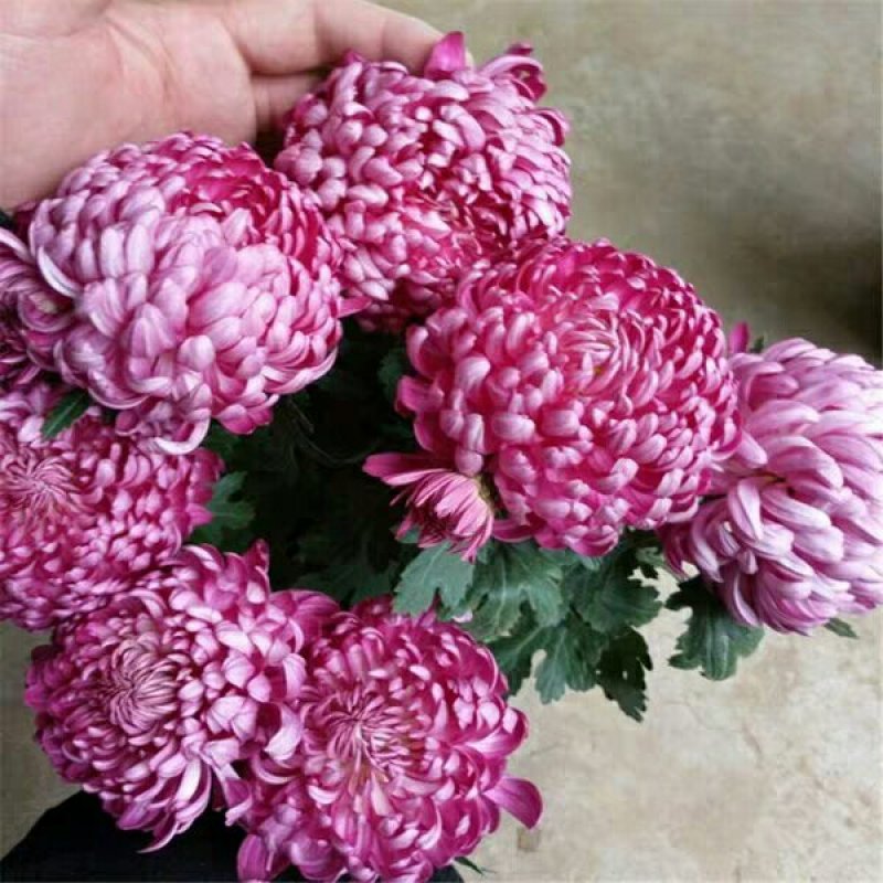 菊花苗盆栽菊花苗四季菊花地在大苗基地直销