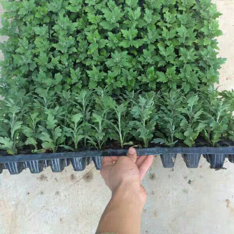 菊花苗盆栽菊花苗四季菊花地在大苗基地直销