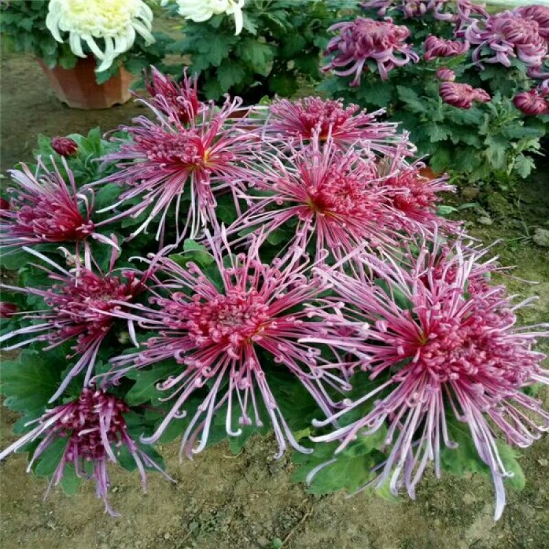菊花苗盆栽菊花苗四季菊花地在大苗基地直销