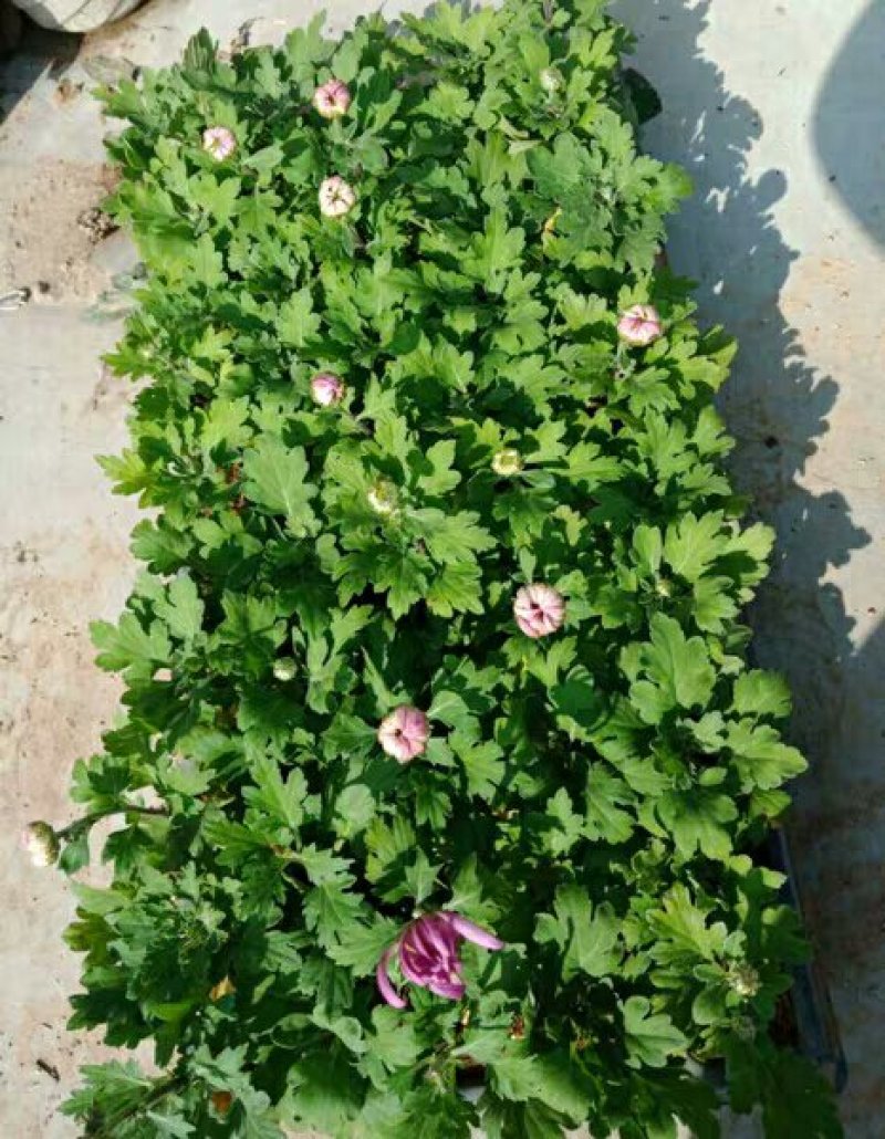 菊花苗盆栽菊花苗四季菊花地在大苗基地直销