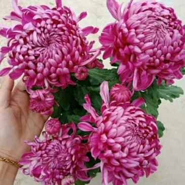 菊花苗盆栽菊花苗四季菊花地在大苗基地直销